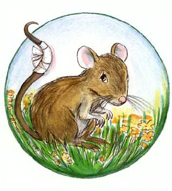 Rat