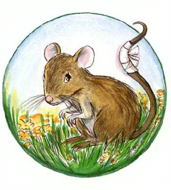 Rat